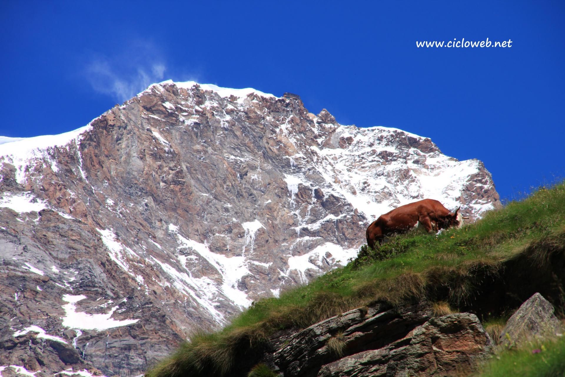 012 - Alpe Bors e rifugio Crespi Calderini, sullo sfondo il Monte Rosa.jpg